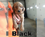Small Photo #1 Goldendoodle Puppy For Sale in WAYLAND, IA, USA