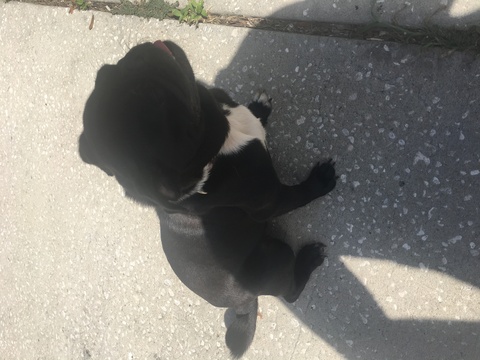 Medium Photo #1 Pug Puppy For Sale in OCOEE, FL, USA