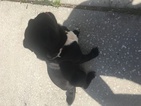 Small Photo #1 Pug Puppy For Sale in OCOEE, FL, USA