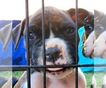 Small Photo #4 Boxer Puppy For Sale in TOMBALL, TX, USA
