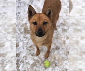 Shiba Inu-pomeranian spitz Mix Dogs for adoption in East Derry, NH, USA