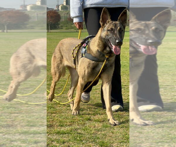 Medium Photo #3 Mutt Puppy For Sale in Imlay City, MI, USA