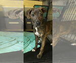 Small #3 Retriever  Mix
