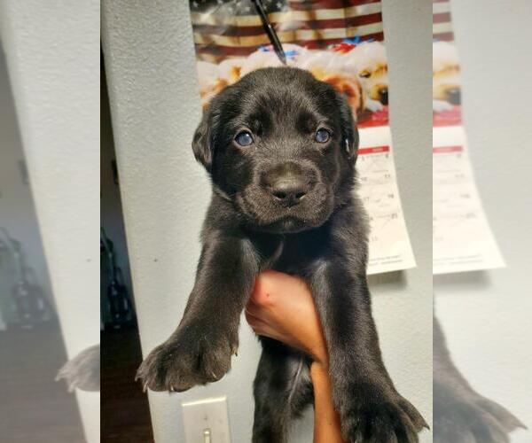 Medium Photo #1 Labrador Retriever Puppy For Sale in HERALD, CA, USA