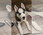 Small Photo #1 Siberian Husky Puppy For Sale in WINTER HAVEN, FL, USA