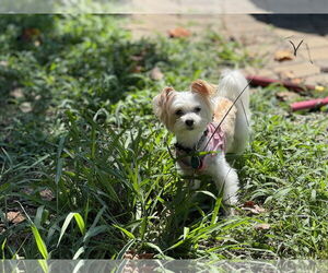 Maltese Dogs for adoption in Spring Lake, NC, USA
