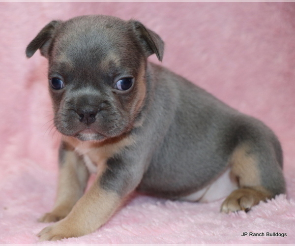 Medium Photo #17 French Bulldog Puppy For Sale in WINNSBORO, TX, USA