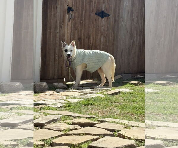Medium Photo #3 American Eskimo Dog Puppy For Sale in Dallas, TX, USA