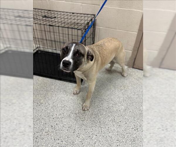 Medium Photo #1 American Pit Bull Terrier-Unknown Mix Puppy For Sale in Conroe, TX, USA