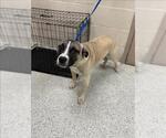 Small American Pit Bull Terrier Mix