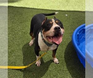 Staffordshire Bull Terrier-Unknown Mix Dogs for adoption in Las Vegas, NV, USA