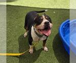 Small Staffordshire Bull Terrier Mix