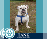 Small #6 Bulldog