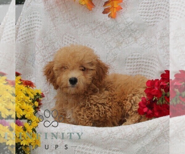 Medium Photo #2 Bichpoo Puppy For Sale in RISING SUN, MD, USA