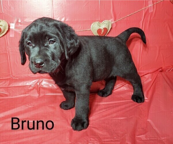 Medium Photo #8 Labrador Retriever Puppy For Sale in CATO, NY, USA