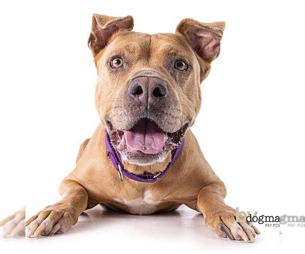 Medium Photo #4 American Pit Bull Terrier Puppy For Sale in Long Beach, CA, USA