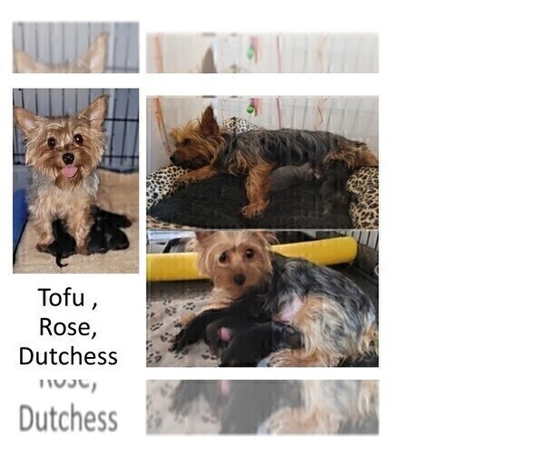 Medium Photo #1 Yorkshire Terrier Puppy For Sale in AKRON, OH, USA