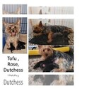 Small Photo #1 Yorkshire Terrier Puppy For Sale in AKRON, OH, USA