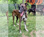 Small #1 Greyhound