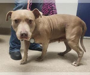 Mutt Dogs for adoption in Bakersfield, CA, USA