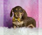 Small #3 Dachshund
