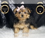 Small #6 Yorkshire Terrier