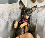 Small #2 Miniature Pinscher Mix