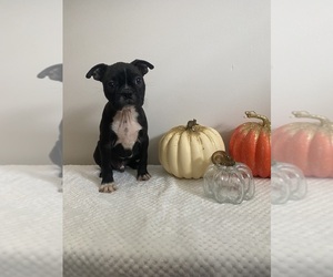 Boston Terrier Puppy for sale in BEECH GROVE, IN, USA