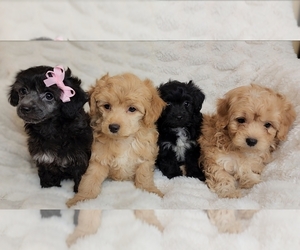 Poodle (Toy) Puppy for sale in CYPRESS, TX, USA