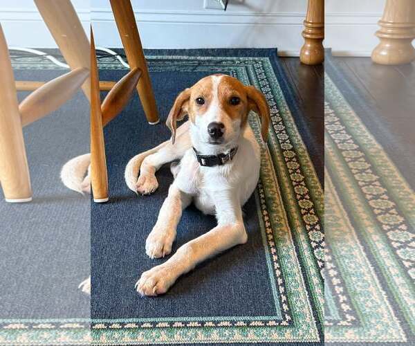 Medium Photo #4 Mutt Puppy For Sale in Greenville, SC, USA