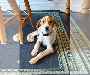 Laney - Female Mutt Dog for Adoption - Photo #4