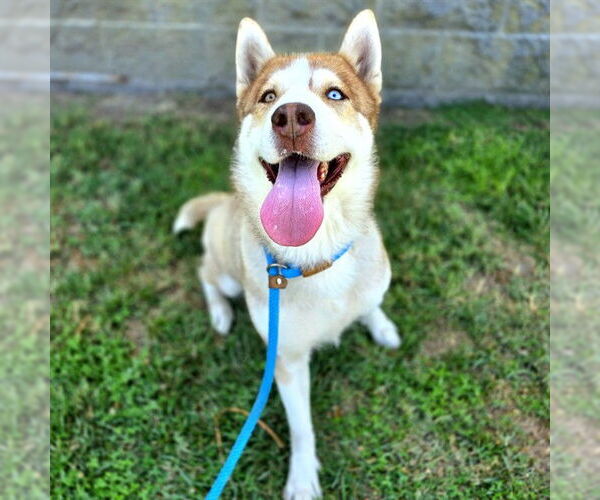 Medium Photo #1 Siberian Husky Puppy For Sale in Long Beach, CA, USA