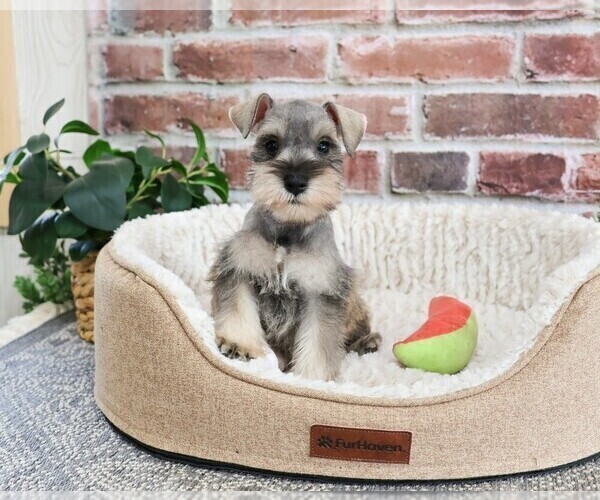 Medium Photo #2 Schnauzer (Miniature) Puppy For Sale in SYRACUSE, IN, USA