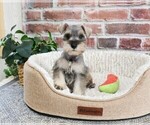 Small #1 Schnauzer (Miniature)