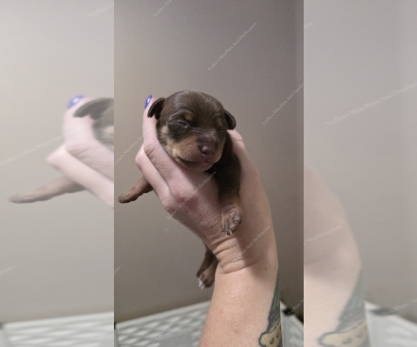 Medium Photo #1 Harlequin Pinscher Puppy For Sale in OLATHE, KS, USA