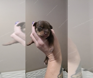 Harlequin Pinscher Puppy for sale in OLATHE, KS, USA