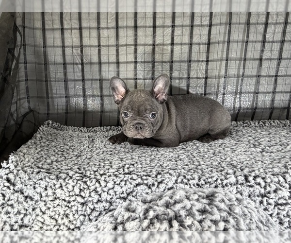 Medium Photo #5 French Bulldog Puppy For Sale in WACO, TX, USA