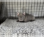 Small #4 French Bulldog