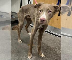 Vizsla-Weimaraner Mix Dogs for adoption in Forestville, MD, USA