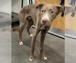 Small Vizsla-Weimaraner Mix