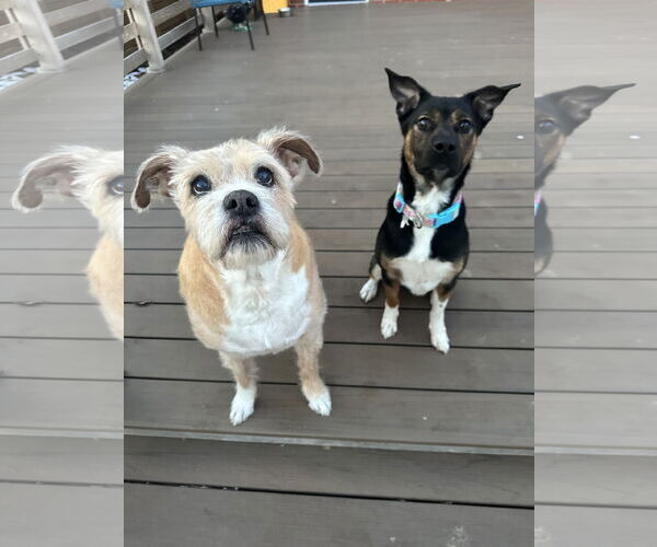 Medium Photo #3 Mutt Puppy For Sale in Germantown, OH, USA