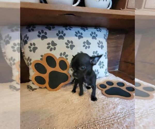 Medium Photo #23 Chihuahua Puppy For Sale in FORT LAUDERDALE, FL, USA