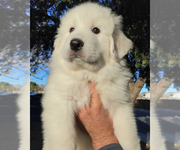 Medium Photo #1 Great Pyrenees Puppy For Sale in LAS VEGAS, NV, USA