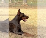Small Photo #7 Doberman Pinscher Puppy For Sale in NEWTON, NC, USA