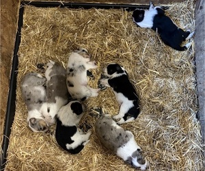 Texas Heeler Litter for sale in CONGERVILLE, IL, USA