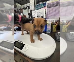 Chihuahua Dogs for adoption in Stockton, CA, USA