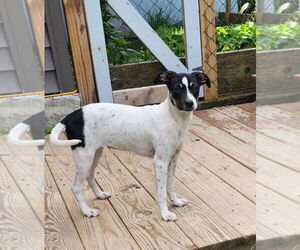Unknown-Whippet Mix Dogs for adoption in SHERBURNE, NY, USA