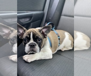 French Bulldog Puppy for sale in ORLANDO, FL, USA