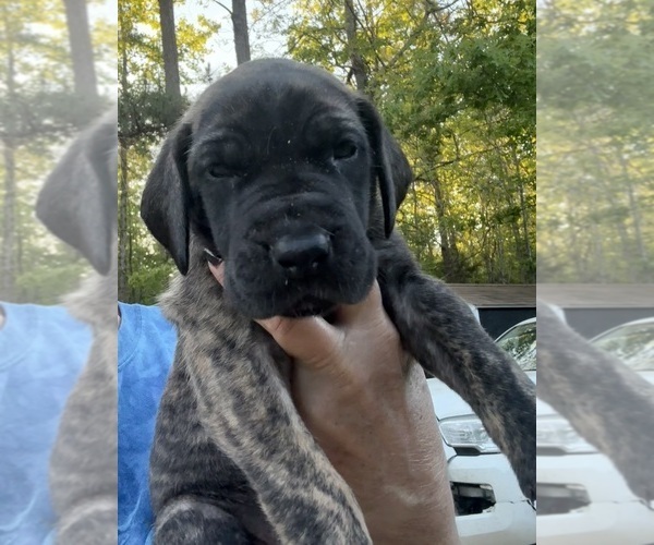 Medium Photo #5 Great Dane Puppy For Sale in CLANTON, AL, USA