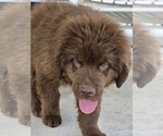 Small Photo #110 Newfoundland Puppy For Sale in TILTON, IL, USA